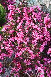 Wine and Roses Weigela (Weigela florida 'Alexandra') at Carleton Place Nursery