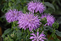 Blue Moon Beebalm (Monarda 'Blue Moon') at Carleton Place Nursery