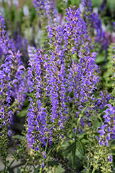 Blue By You Meadow Sage (Salvia nemorosa 'Balsalbyu') at Carleton Place Nursery