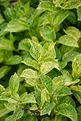 Illuminati Sparks Mockorange (Philadelphus coronarius 'SMNPVB') at Carleton Place Nursery