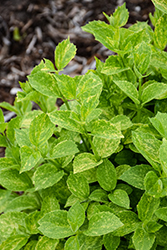 Illuminati Sparks Mockorange (Philadelphus coronarius 'SMNPVB') at Carleton Place Nursery