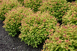 Double Play Big Bang Spirea (Spiraea 'Tracy') at Carleton Place Nursery