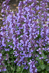 Cat's Pajamas Catmint (Nepeta 'Cat's Pajamas') at Carleton Place Nursery