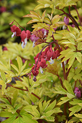 Ruby Gold Bleeding Heart (Dicentra spectabilis 'Ruby Gold') at Carleton Place Nursery