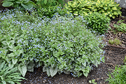 Queen of Hearts Bugloss (Brunnera macrophylla 'Queen of Hearts') at Carleton Place Nursery