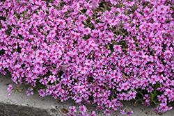 Eye Caramba Creeping Phlox (Phlox subulata 'Eye Caramba') at Carleton Place Nursery