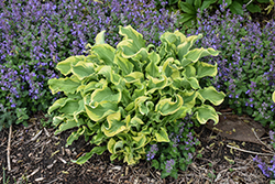 Shadowland Wheee! Hosta (Hosta 'Wheee!') at Carleton Place Nursery