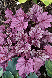 Pink Panther Coral Bells (Heuchera 'Pink Panther') at Carleton Place Nursery