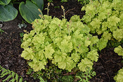 Twist of Lime Coral Bells (Heuchera 'Twist of Lime') at Carleton Place Nursery