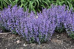 Cat's Pajamas Catmint (Nepeta 'Cat's Pajamas') at Carleton Place Nursery