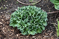 Blue Mouse Ears Hosta (Hosta 'Blue Mouse Ears') at Carleton Place Nursery