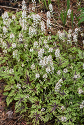Cutting Edge Foamflower (Tiarella 'Cutting Edge') at Carleton Place Nursery