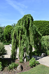 Weeping European Larch (Larix decidua 'Pendula') at Carleton Place Nursery