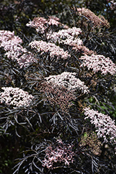 Black Lace Elder (Sambucus nigra 'Eva') at Carleton Place Nursery