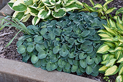 Blue Mouse Ears Hosta (Hosta 'Blue Mouse Ears') at Carleton Place Nursery