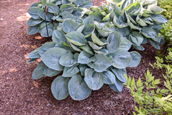 Big Daddy Hosta (Hosta 'Big Daddy') at Carleton Place Nursery