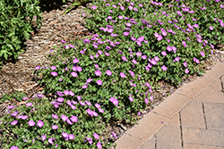 Max Frei Cranesbill (Geranium sanguineum 'Max Frei') at Carleton Place Nursery