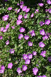Max Frei Cranesbill (Geranium sanguineum 'Max Frei') at Carleton Place Nursery