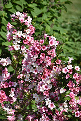 Czechmark Trilogy Weigela (Weigela florida 'VUKOZGemini') at Carleton Place Nursery