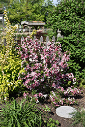Czechmark Trilogy Weigela (Weigela florida 'VUKOZGemini') at Carleton Place Nursery