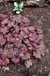 Georgia Peach Coral Bells (Heuchera 'Georgia Peach') at Carleton Place Nursery