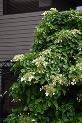 Climbing Hydrangea (Hydrangea anomala 'var. petiolaris') at Carleton Place Nursery