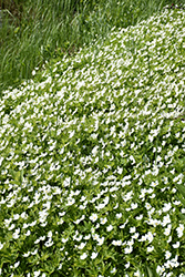 Windflower (Anemone sylvestris) at Carleton Place Nursery