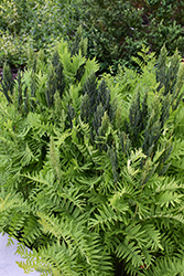 Royal Fern (Osmunda regalis) at Carleton Place Nursery