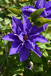 Lindsay Clematis (Clematis 'EviGsy152') at Carleton Place Nursery