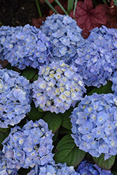 Let's Dance Sky View Hydrangea (Hydrangea 'SMNHSME') at Carleton Place Nursery
