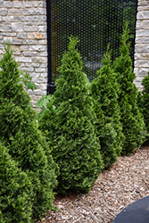 American Pillar Arborvitae (Thuja occidentalis 'American Pillar') at Carleton Place Nursery