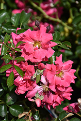 Flower Carpet Pink Supreme Rose (Rosa 'Flower Carpet Pink Supreme') at Carleton Place Nursery