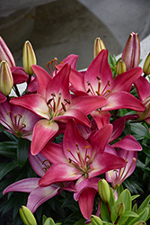 Lily Looks Tiny Diamond Lily (Lilium 'Tiny Diamond') at Carleton Place Nursery