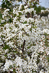 Carmine Jewel Cherry (Prunus 'Carmine Jewel') at Carleton Place Nursery