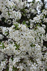Juliet Cherry (Prunus 'Juliet') at Carleton Place Nursery