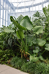 Elephant's Ear (Alocasia macrorrhizos) at Carleton Place Nursery