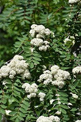 Showy Mountain Ash (Sorbus decora) at Carleton Place Nursery