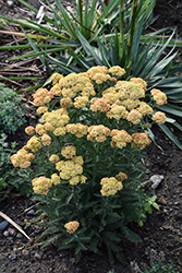 Firefly Peach Sky Yarrow (Achillea 'Firefly Peach Sky') at Carleton Place Nursery