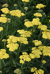 Firefly Sunshine Yarrow (Achillea 'Firefly Sunshine') at Carleton Place Nursery
