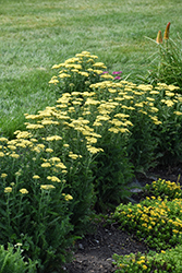 Firefly Sunshine Yarrow (Achillea 'Firefly Sunshine') at Carleton Place Nursery