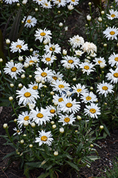 Whoops-A-Daisy Shasta Daisy (Leucanthemum x superbum 'Whoops-A-Daisy') at Carleton Place Nursery