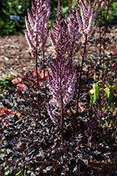 Dark Side Of The Moon Astilbe (Astilbe 'Dark Side Of The Moon') at Carleton Place Nursery
