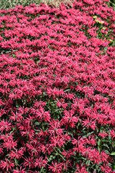 Upscale Red Velvet Beebalm (Monarda 'Red Velvet') at Carleton Place Nursery