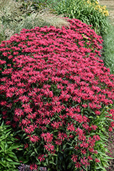 Upscale Red Velvet Beebalm (Monarda 'Red Velvet') at Carleton Place Nursery