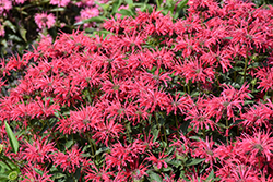 Upscale Red Velvet Beebalm (Monarda 'Red Velvet') at Carleton Place Nursery