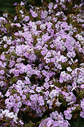 Opening Act Blush Phlox (Phlox 'Opening Act Blush') at Carleton Place Nursery