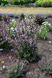 Midnight Masquerade Beard Tongue (Penstemon 'Midnight Masquerade') at Carleton Place Nursery