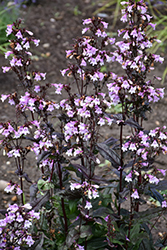 Midnight Masquerade Beard Tongue (Penstemon 'Midnight Masquerade') at Carleton Place Nursery