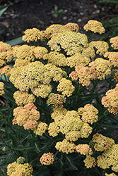 Firefly Peach Sky Yarrow (Achillea 'Firefly Peach Sky') at Carleton Place Nursery