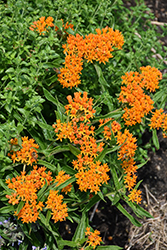 Butterfly Weed (Asclepias tuberosa) at Carleton Place Nursery